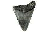 Bargain, Fossil Megalodon Tooth - Georgia #338753-1